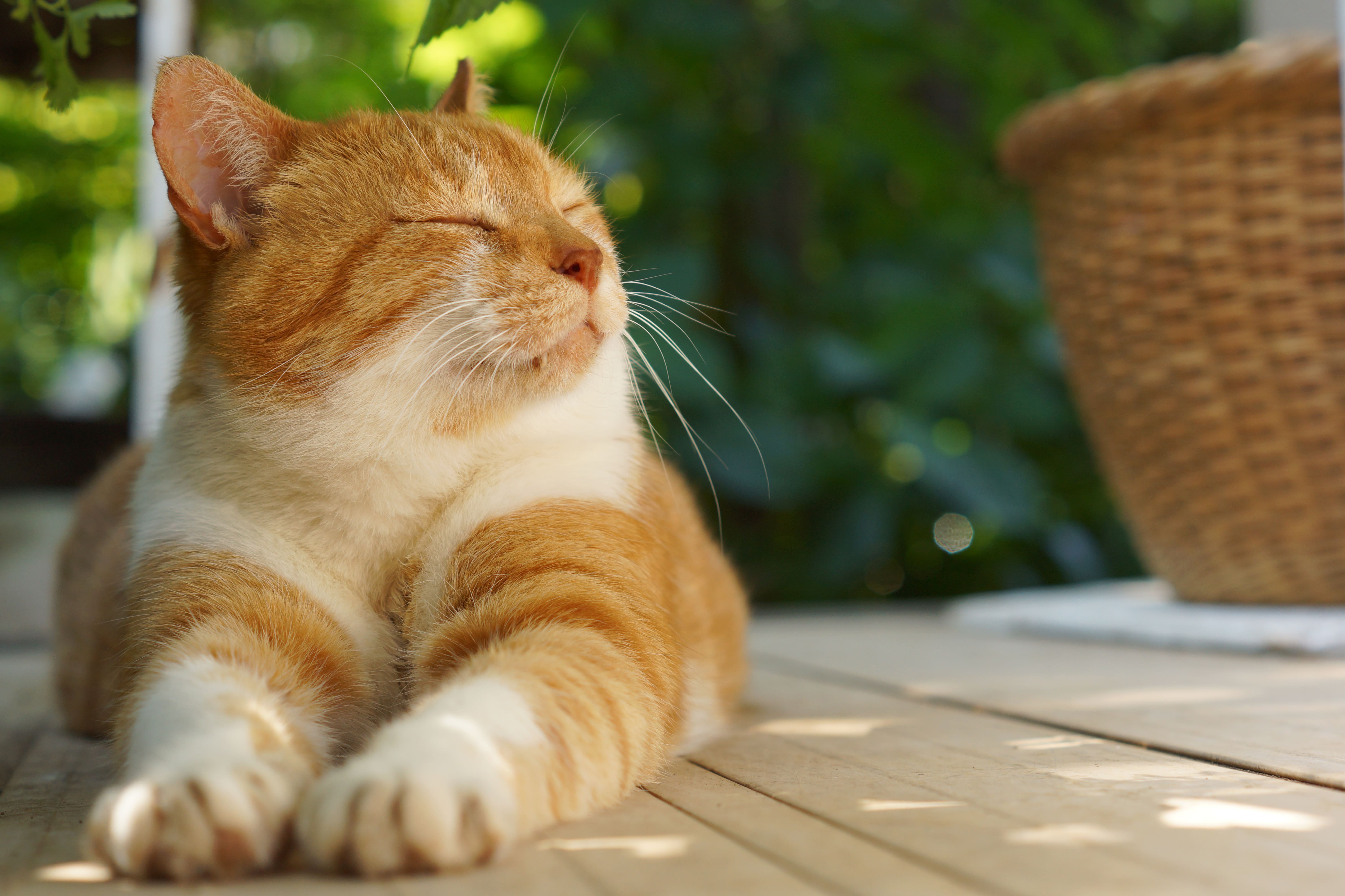 【獣医師監修】猫のフケ原因と効果的な対策法を解説