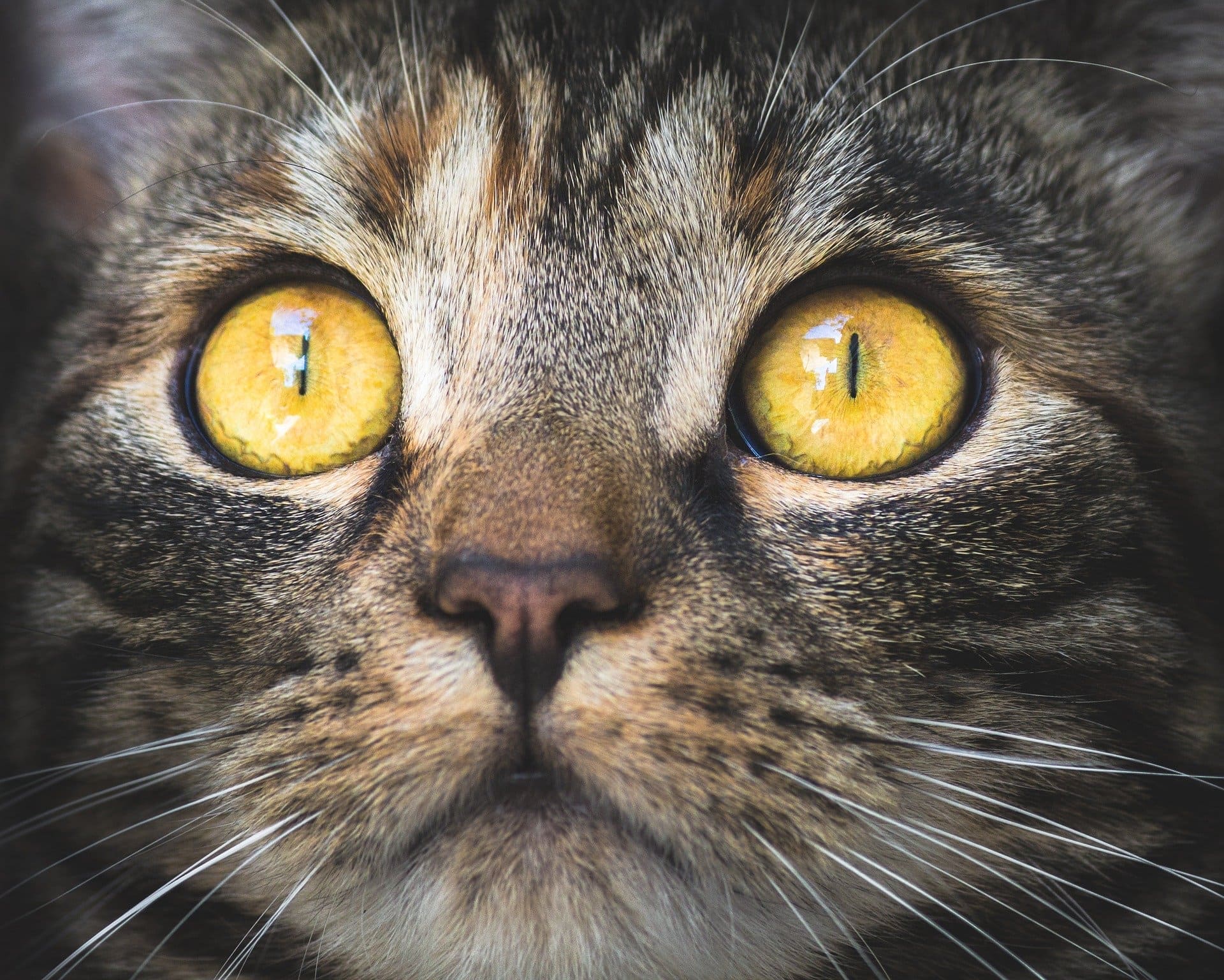 【獣医師監修】猫の結膜炎の治療法は？症状別ケアと注意点
