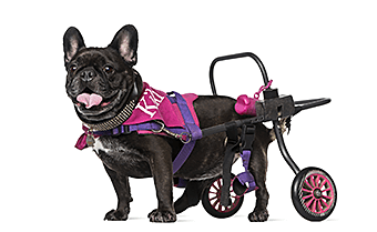 車椅子を使用する犬の写真