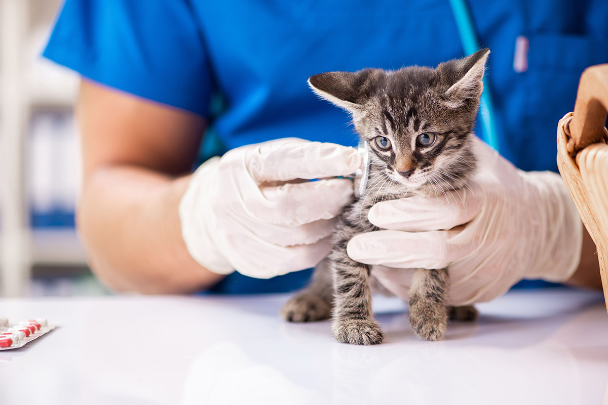 【猫がかかりやすい病気やケガは？】ペット保険加入で医療費に備える