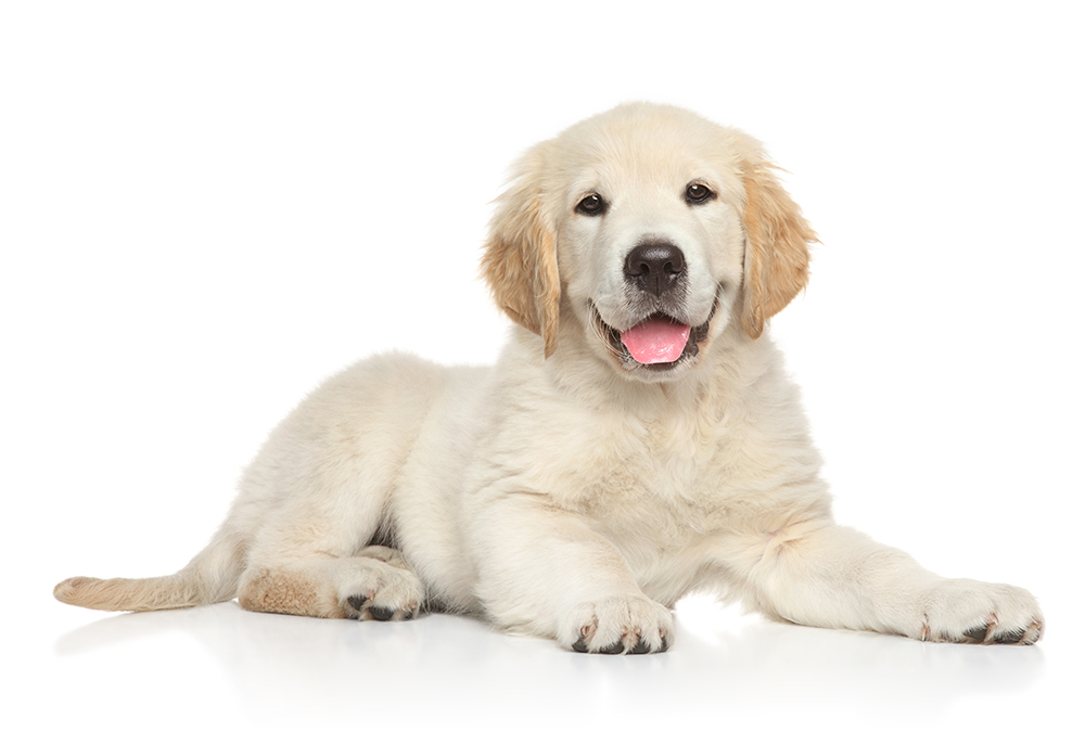 【獣医師監修】犬の飼い方のコツや注意点について「飼う前の準備は？」