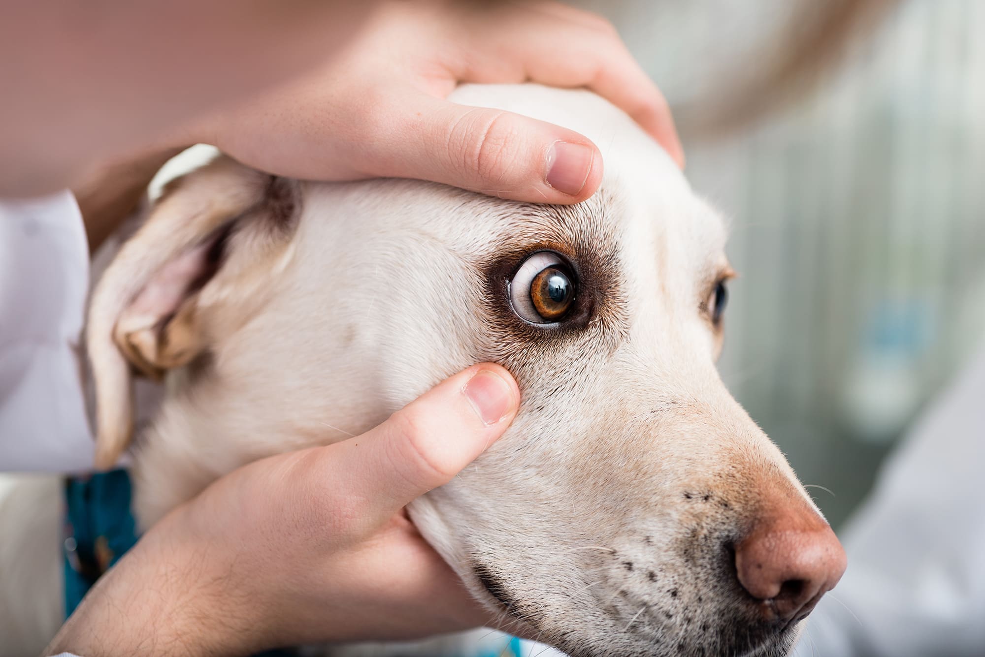 犬の結膜炎はペット保険で補償対象？