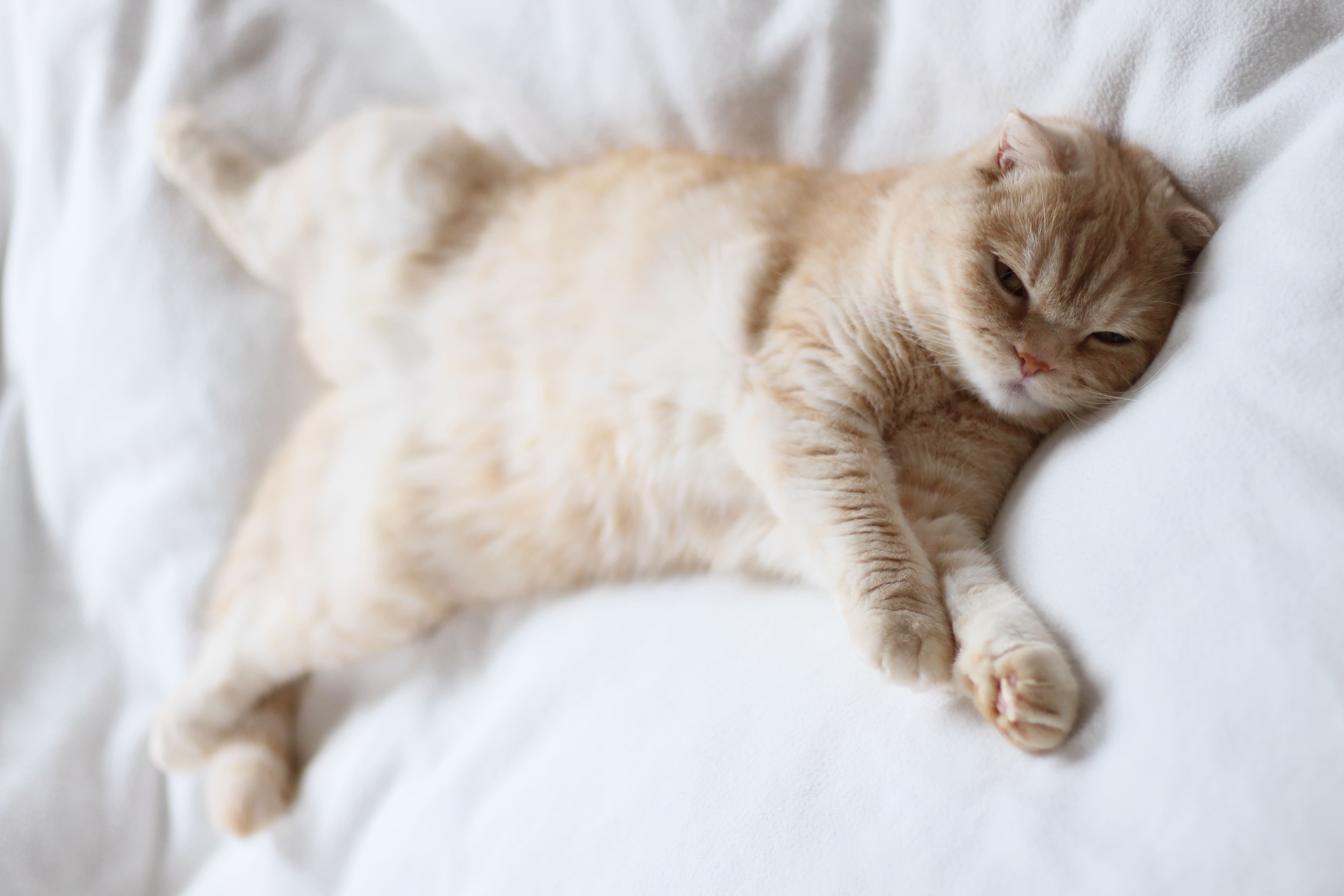 猫の熱中症はペット保険で補償対象？の写真