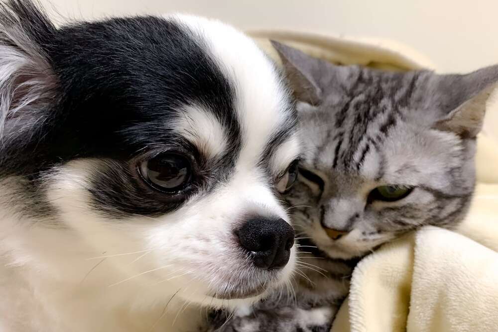犬と猫が2頭がくっついている
