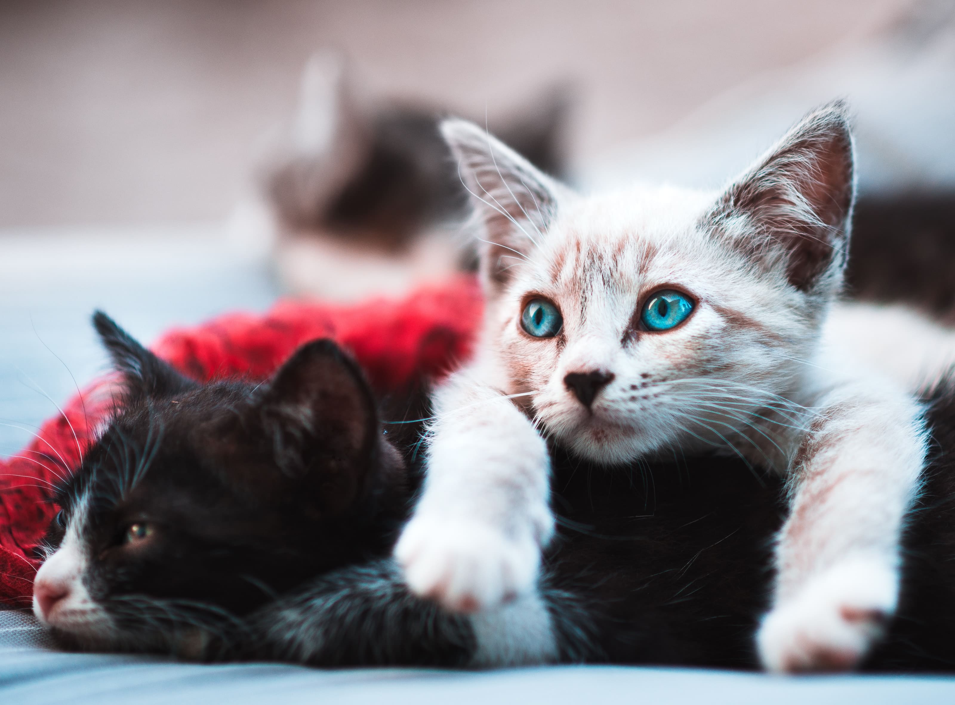 猫の下痢はペット保険で補償対象？原因や予防法、治療費について