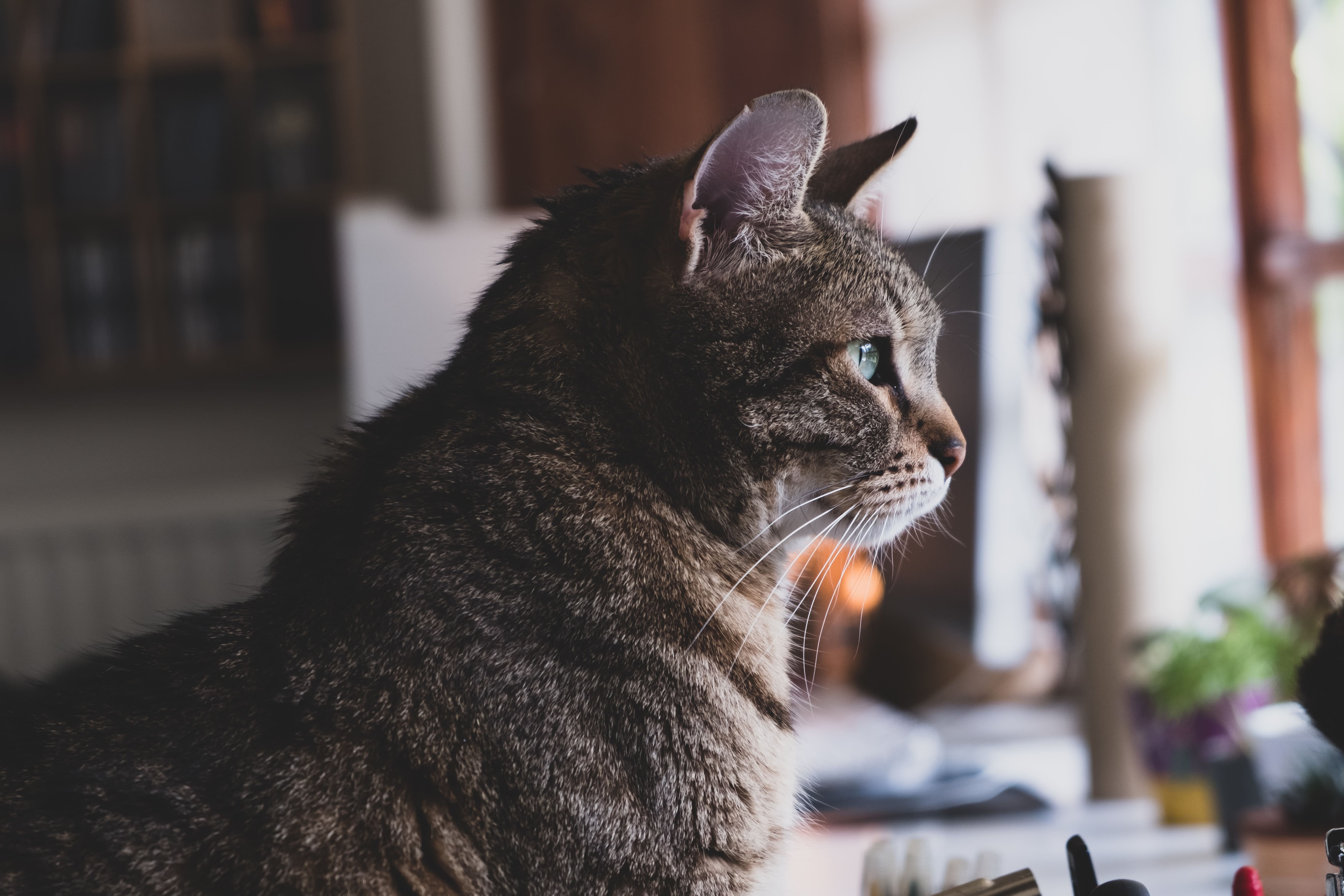 猫の甲状腺機能亢進症はペット保険で補償対象？