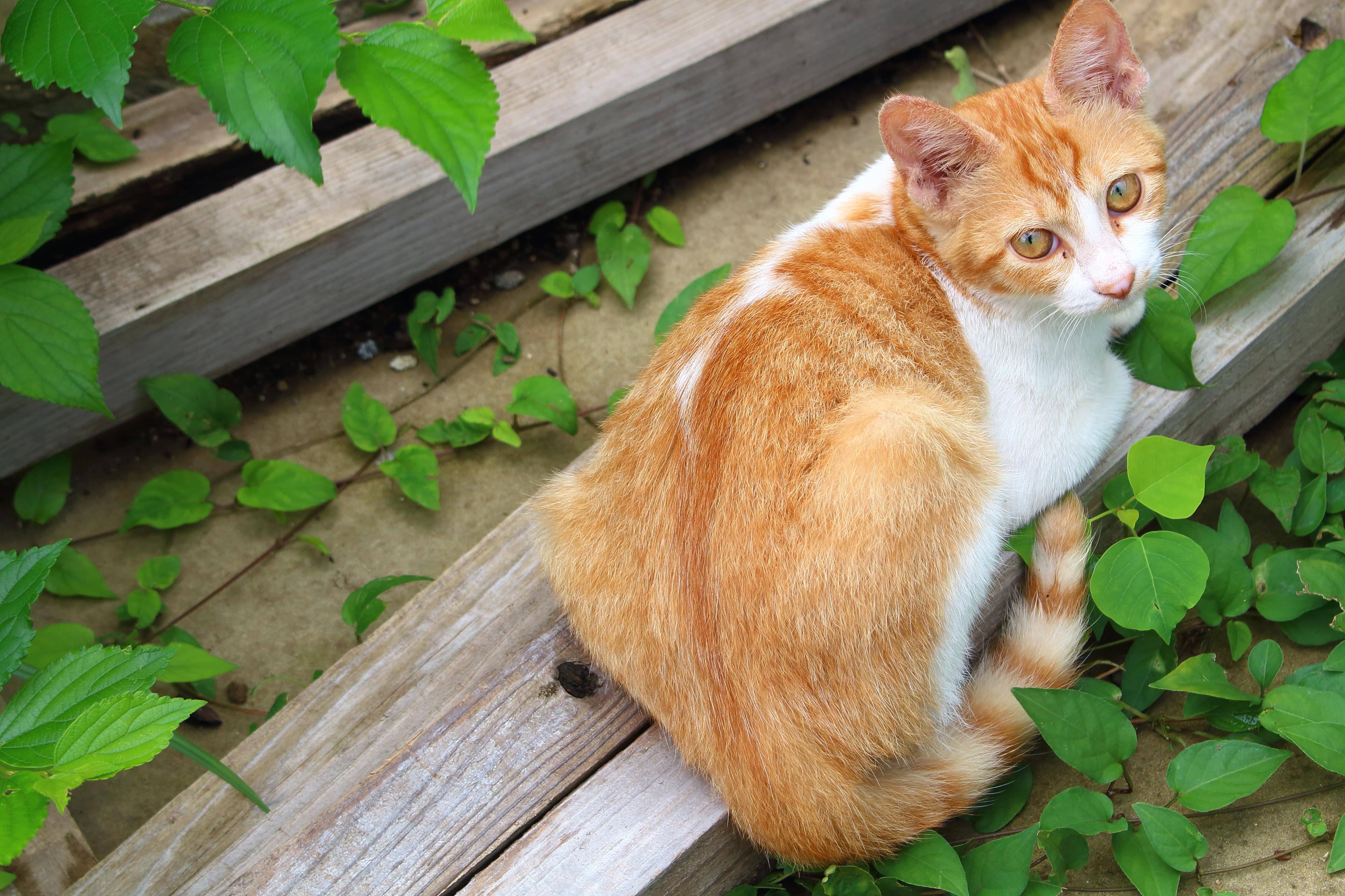 【ミックス猫に多い病気や怪我は？】ペット保険加入の本当の必要性の写真
