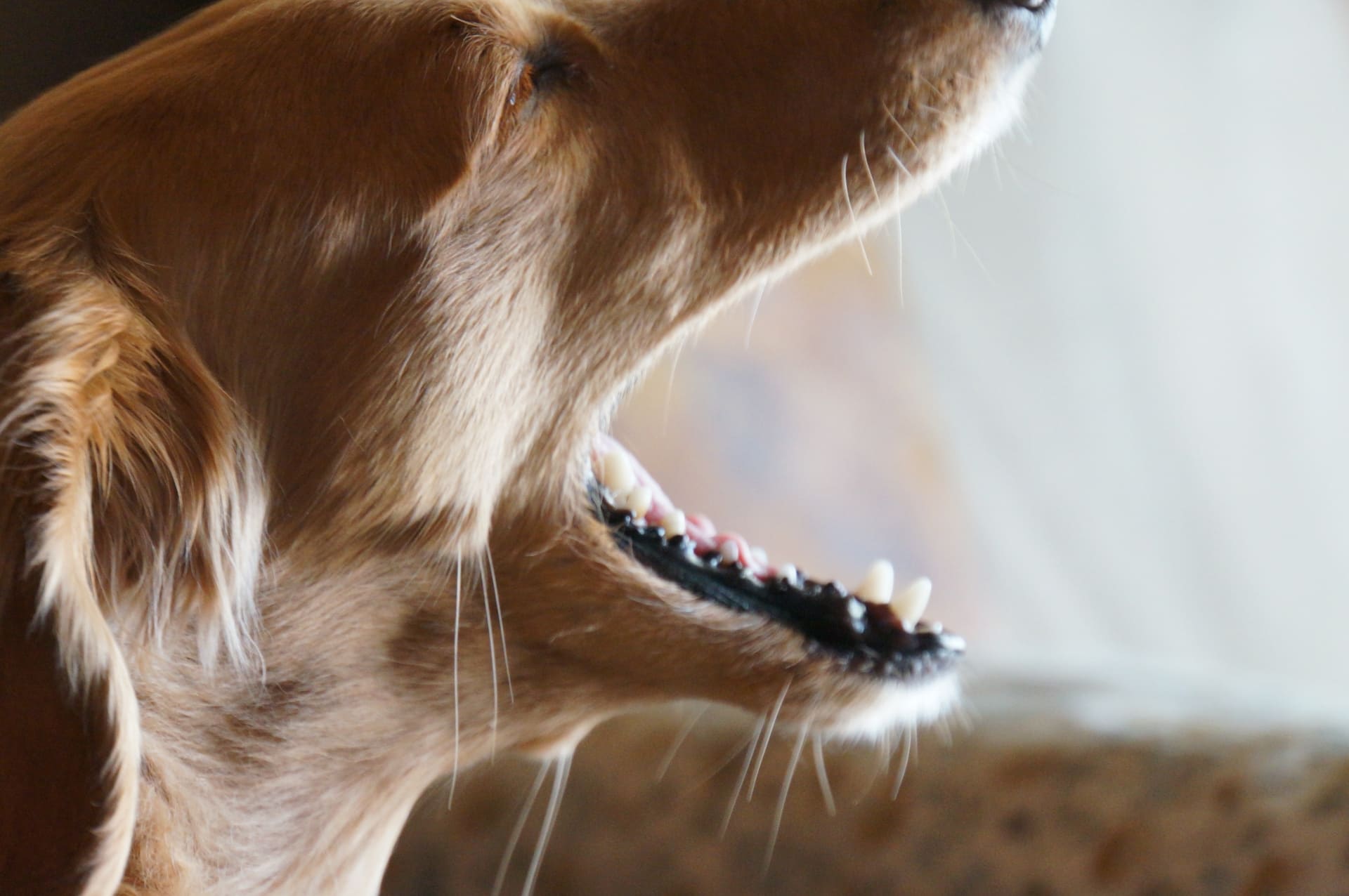 犬の抜歯費用はペット保険で補償対象？