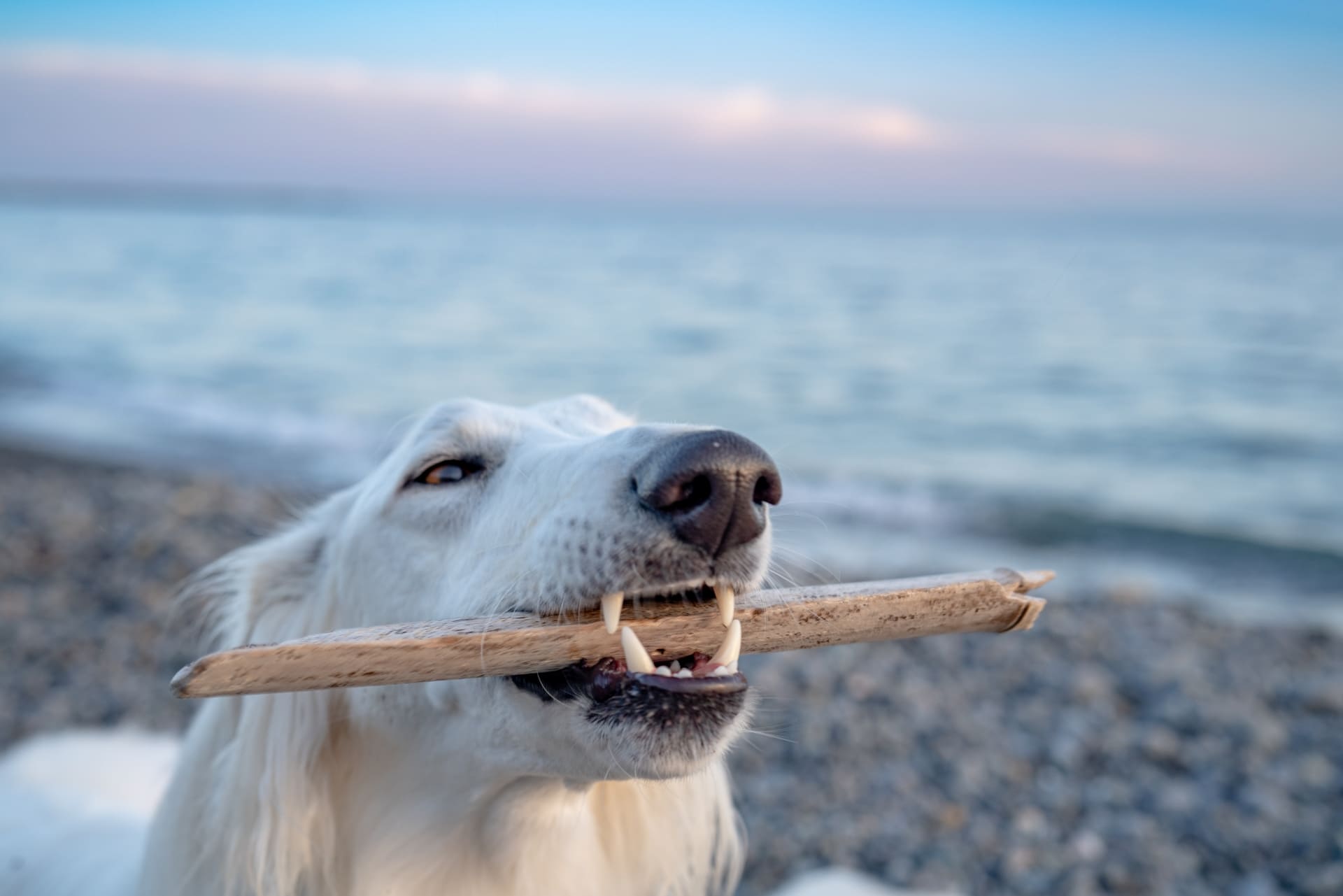 犬の抜歯費用はペット保険で補償対象？の写真