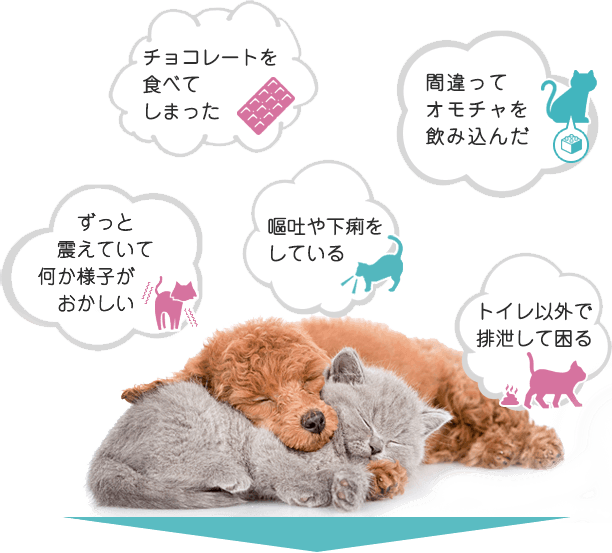 24時間365日いつでも無料！獣医師と電話で直接健康相談サービス開始！