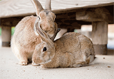 ウサギの写真
